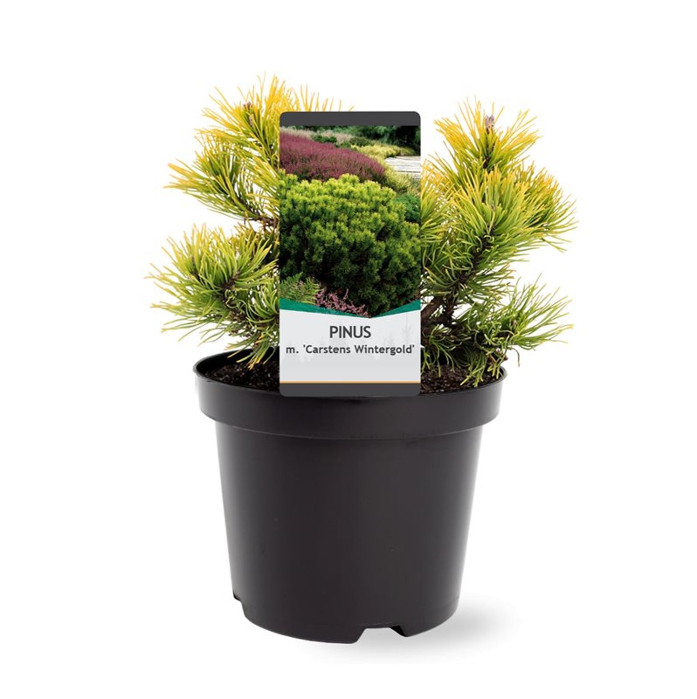 Pinus mugo 'Carstens Wintergold' - C3 20-25 CM